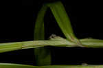 Bur-reed sedge